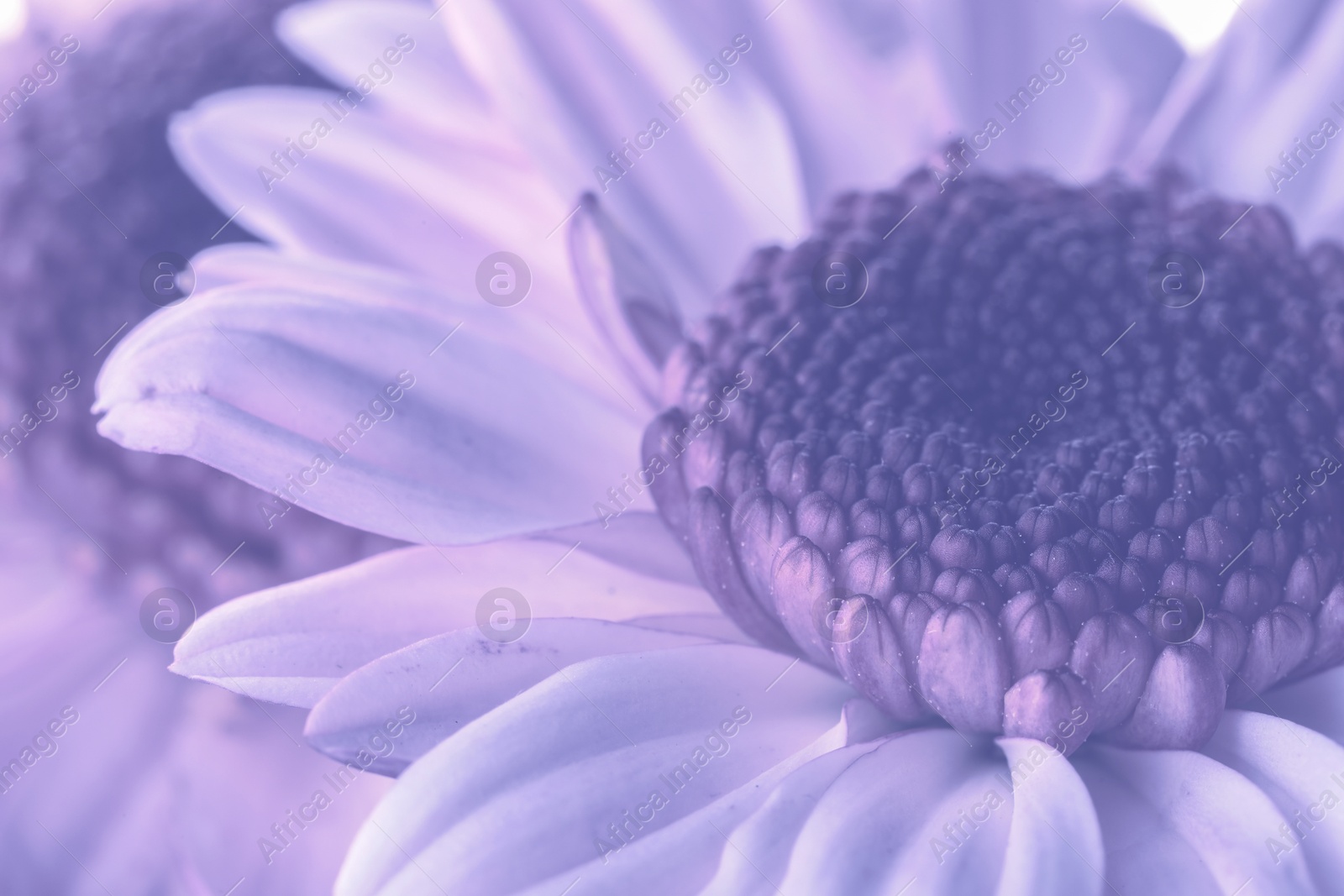 Image of Beautiful chrysanthemum flower as background, macro view. Toned in blue violet color