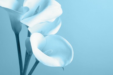 Beautiful calla lily flowers, closeup. Space for text. Toned in light blue color