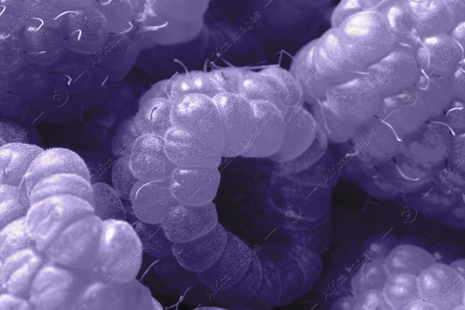 Image of Many fresh ripe raspberries as background, closeup. Toned in blue violet