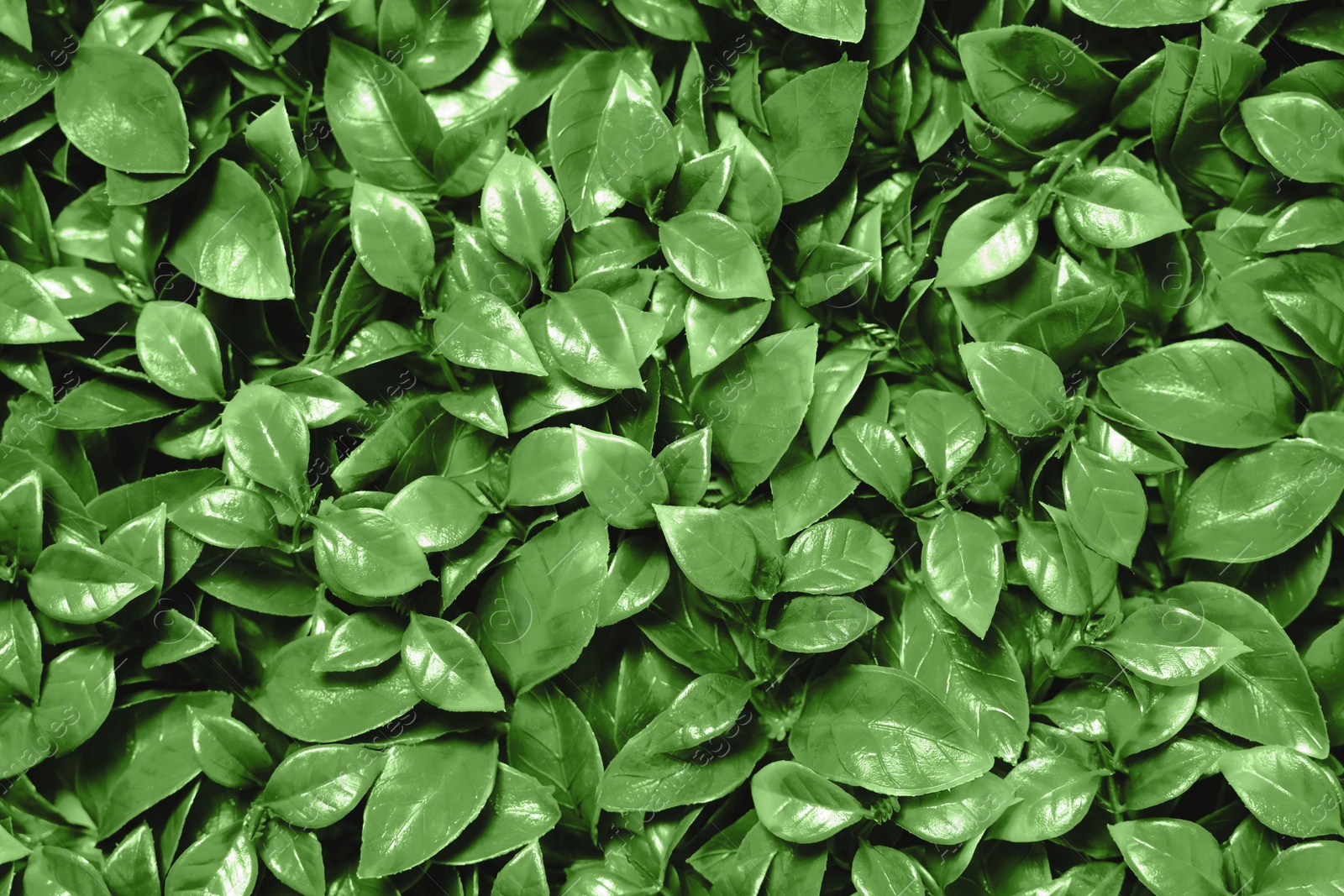 Image of Green artificial plants as background, closeup view