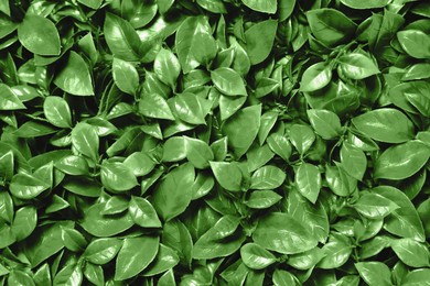 Image of Green artificial plants as background, closeup view