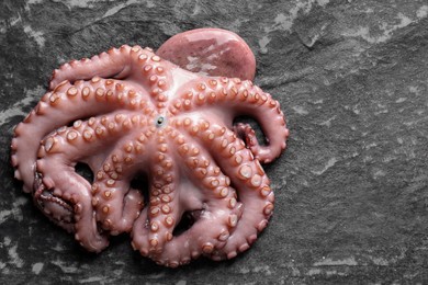 Photo of Sea food. One fresh raw octopus on dark table, above view. Space for text