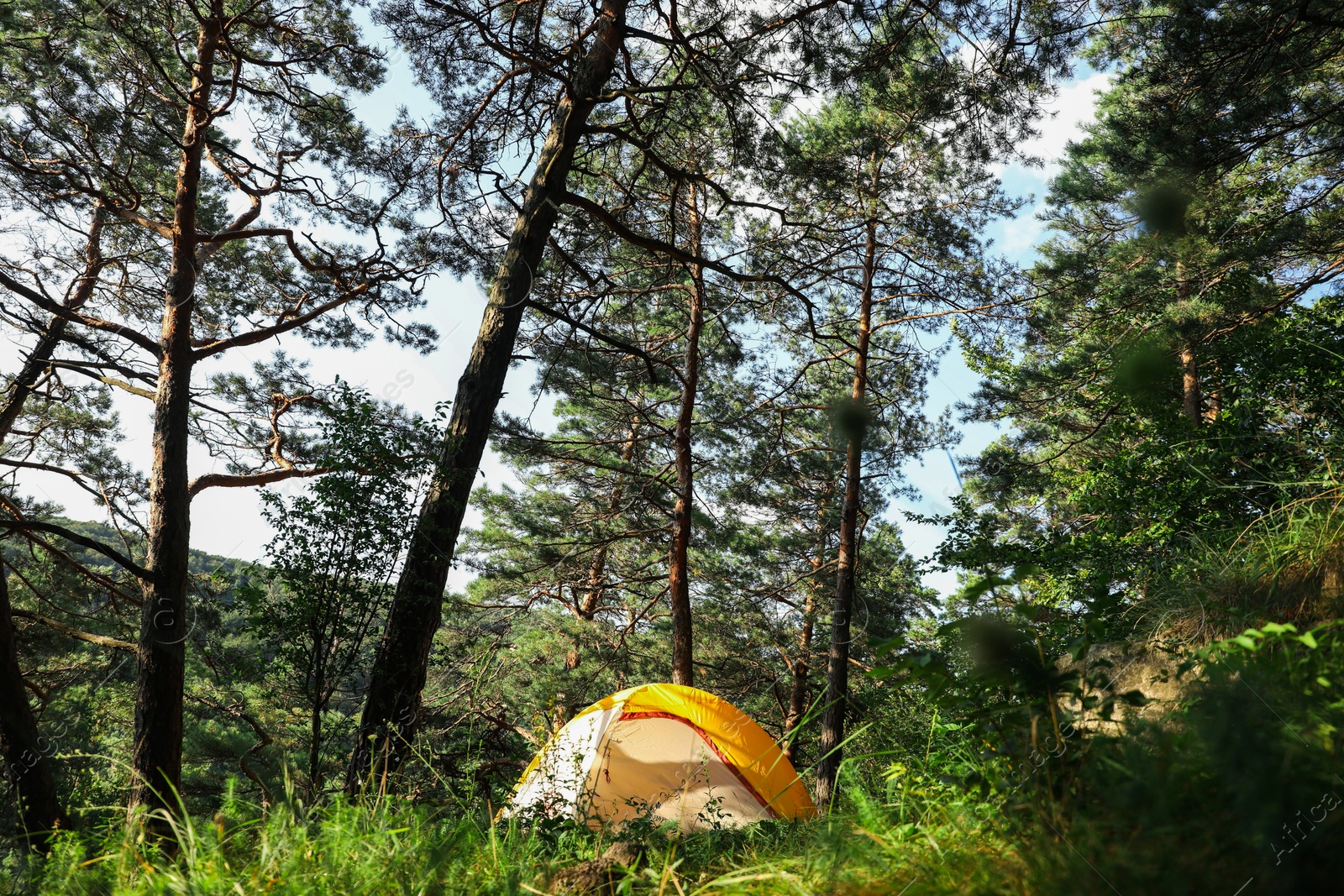 Photo of Modern camping tent in forest at summer