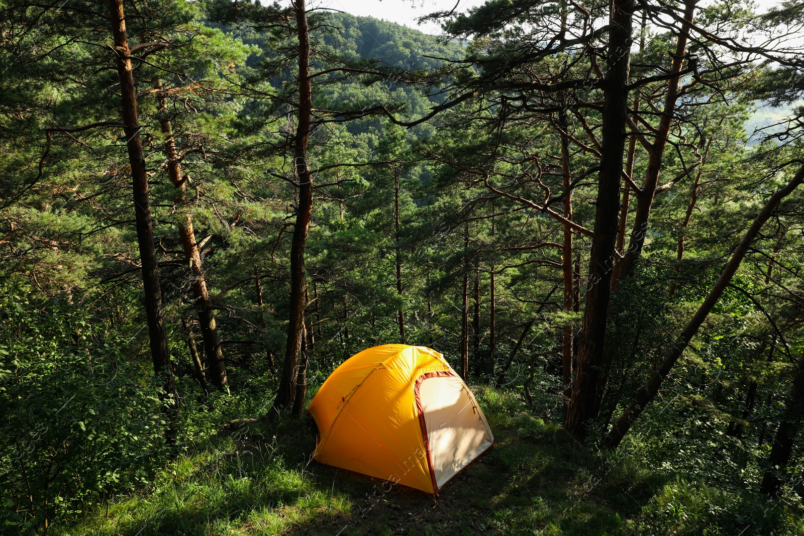 Photo of Modern camping tent in forest at summer