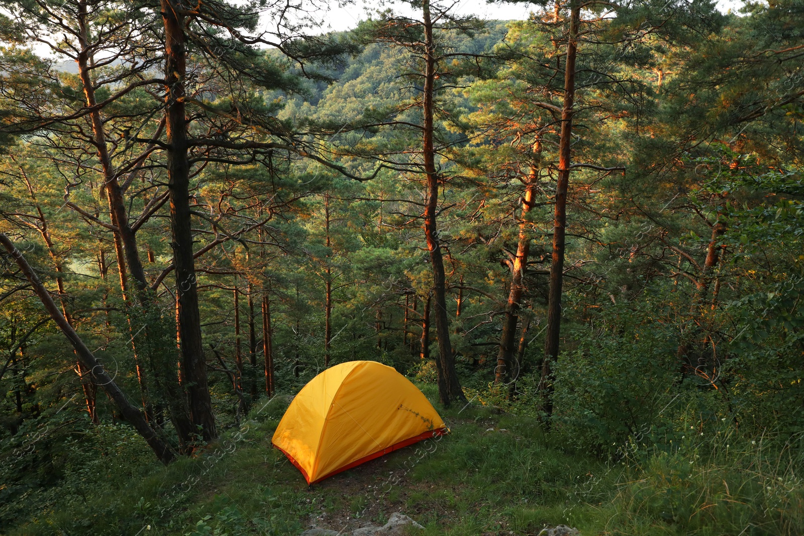 Photo of Modern camping tent in forest at summer