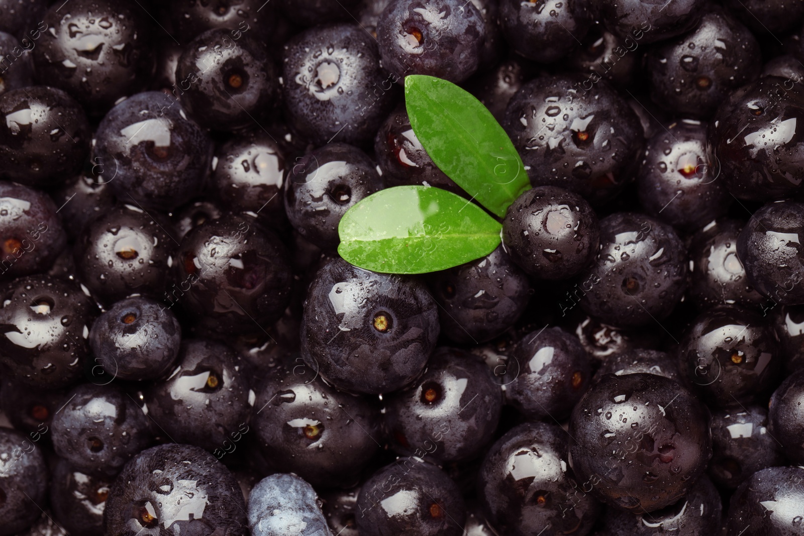 Photo of Wet acai berries and leaves as background, top view