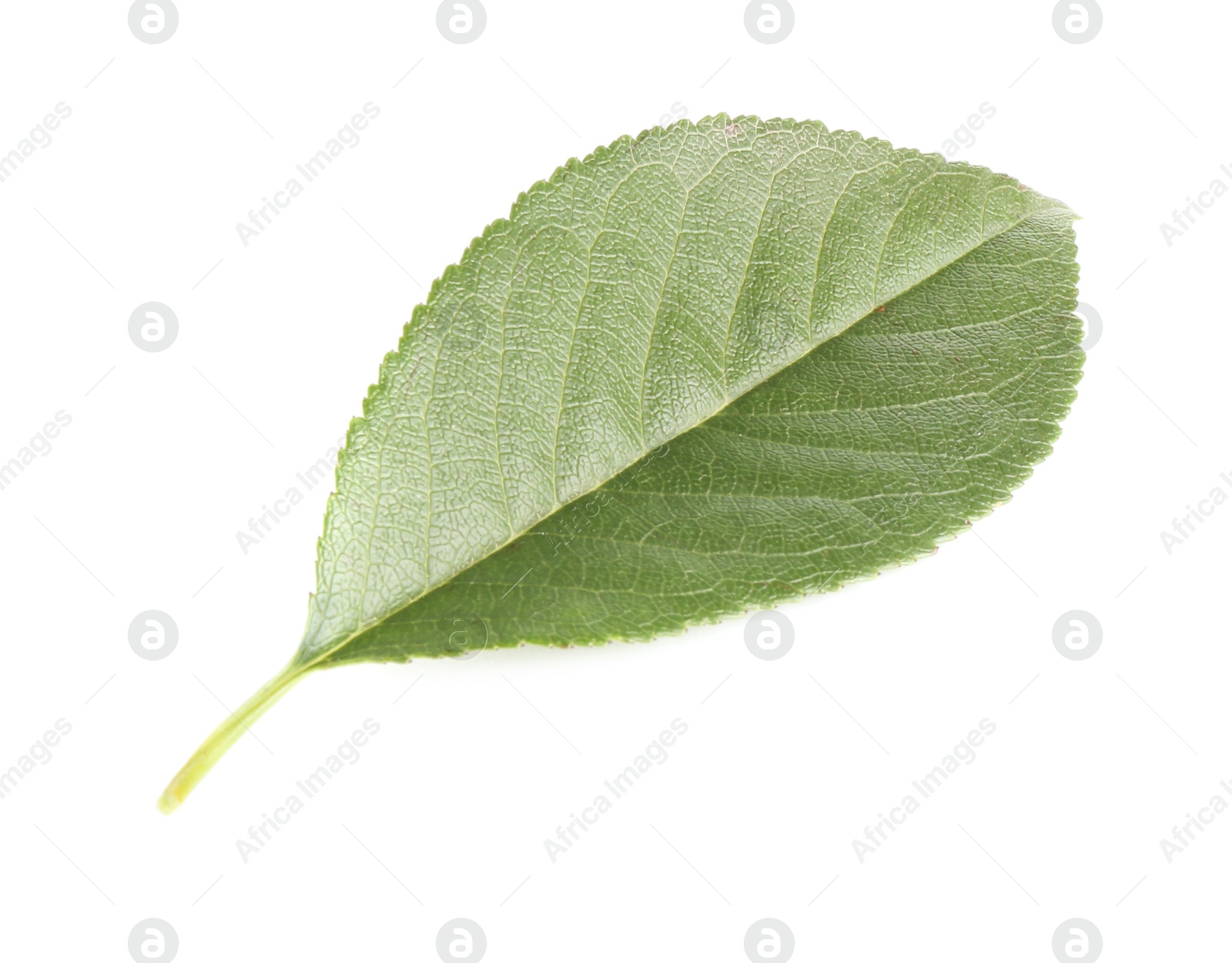 Photo of One fresh apple tree leaf isolated on white