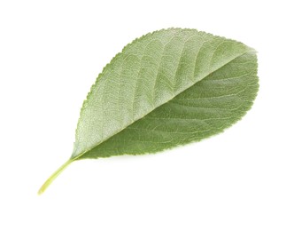 Photo of One fresh apple tree leaf isolated on white