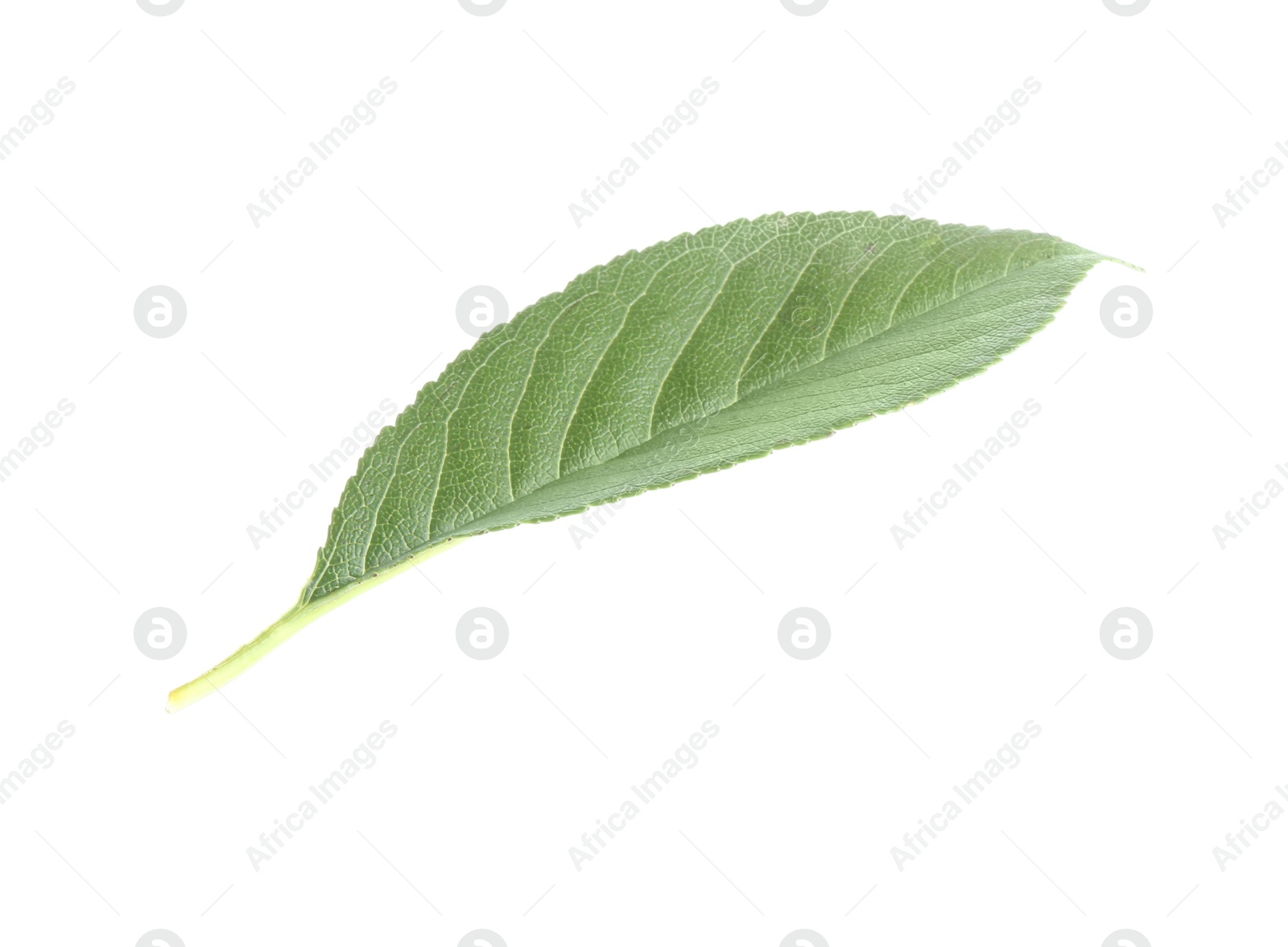 Photo of One fresh apple tree leaf isolated on white