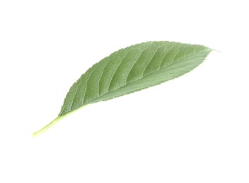 Photo of One fresh apple tree leaf isolated on white