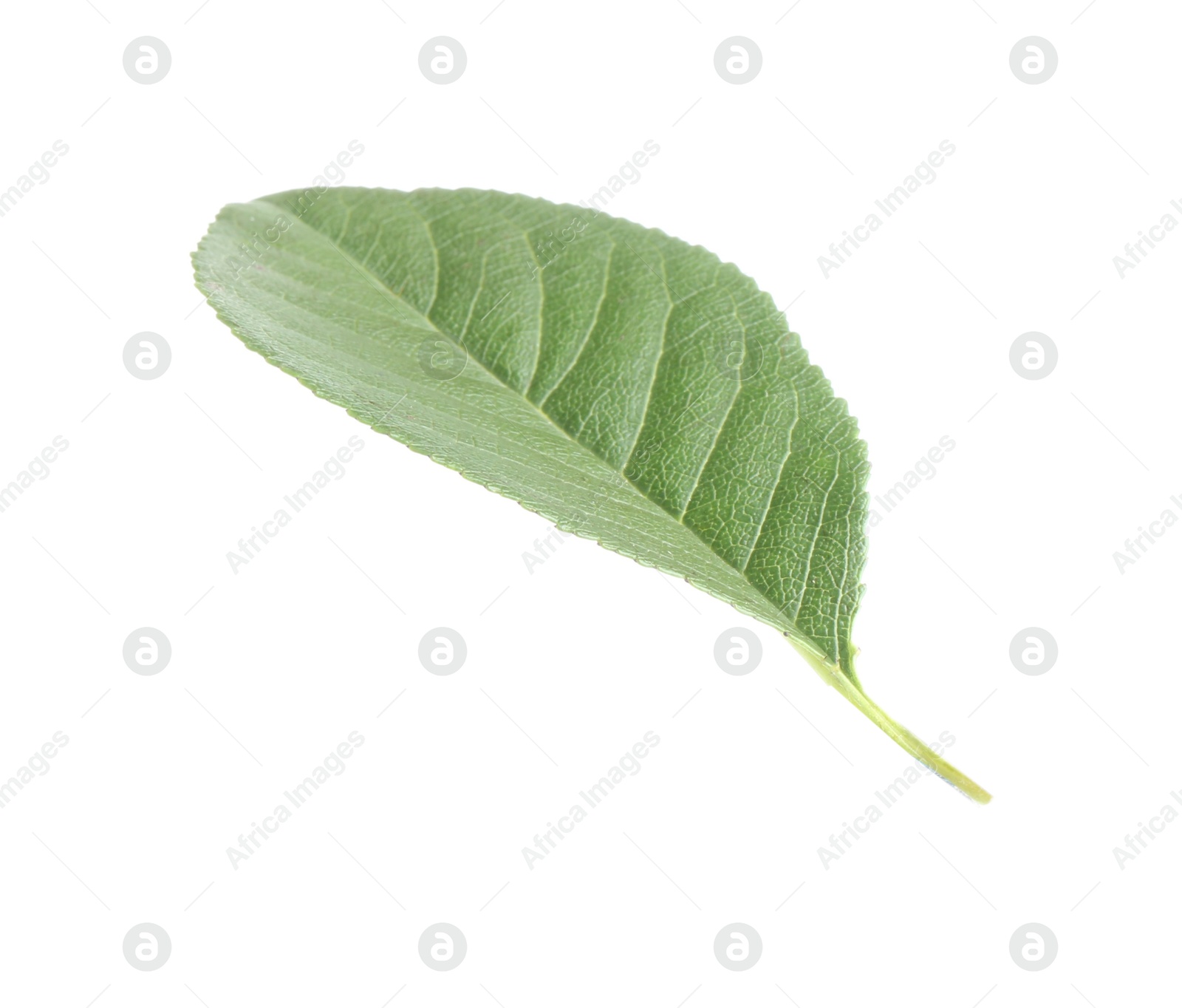 Photo of One fresh apple tree leaf isolated on white