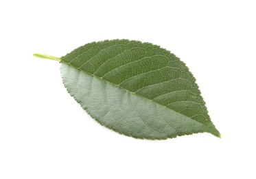 Photo of One fresh apple tree leaf isolated on white