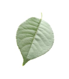 Photo of One fresh apple tree leaf isolated on white