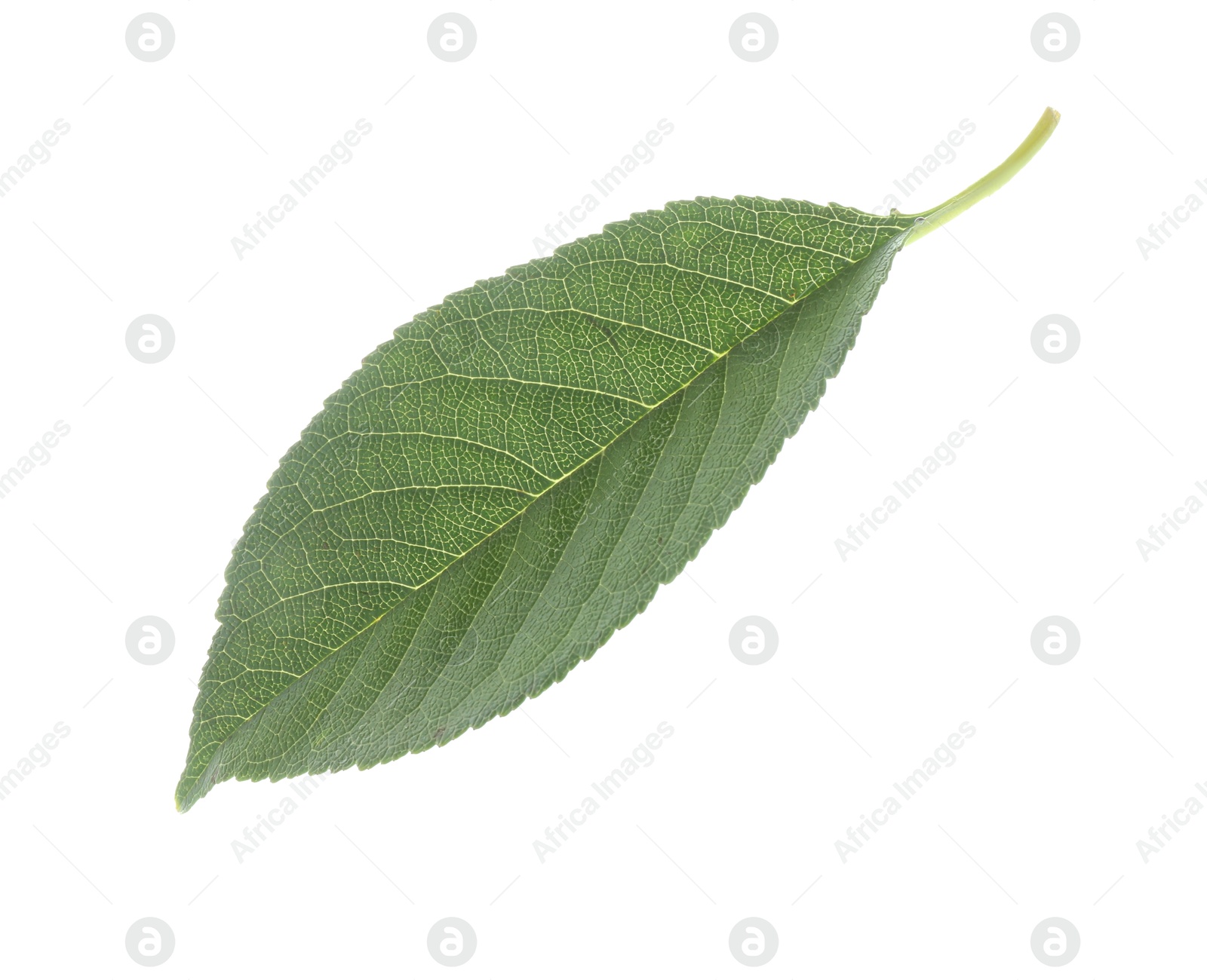 Photo of One fresh apple tree leaf isolated on white