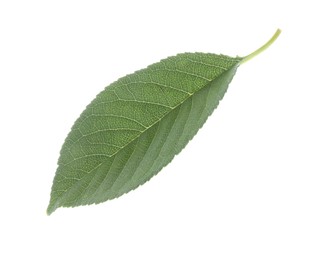 Photo of One fresh apple tree leaf isolated on white