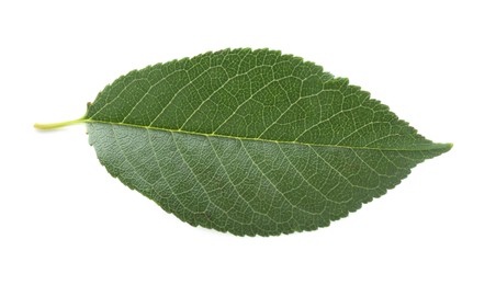 Photo of One fresh apple tree leaf isolated on white