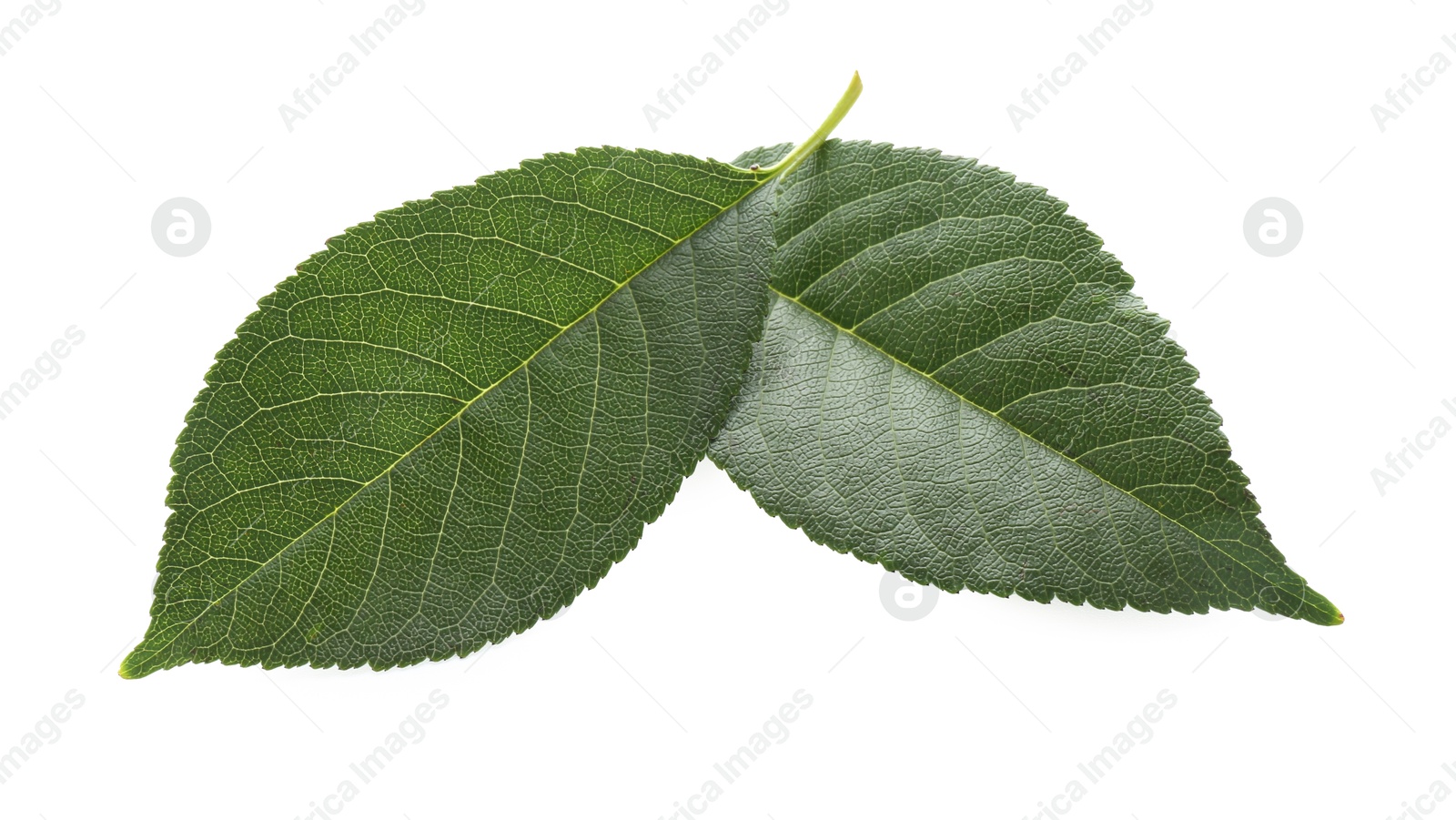 Photo of Fresh apple tree leaves isolated on white