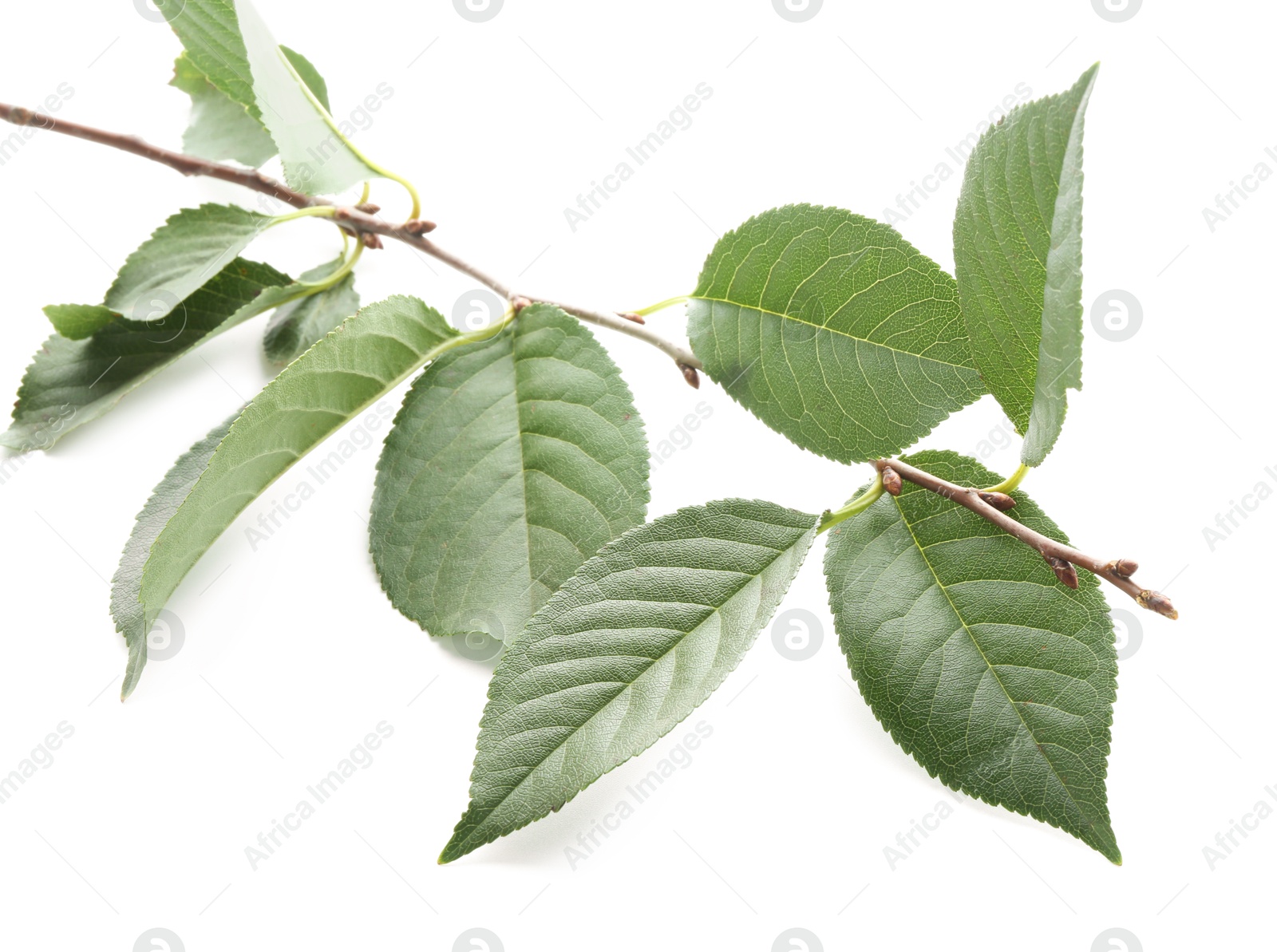 Photo of Fresh apple tree leaves isolated on white