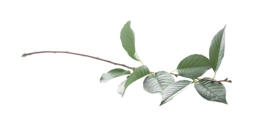 Photo of Fresh apple tree leaves isolated on white