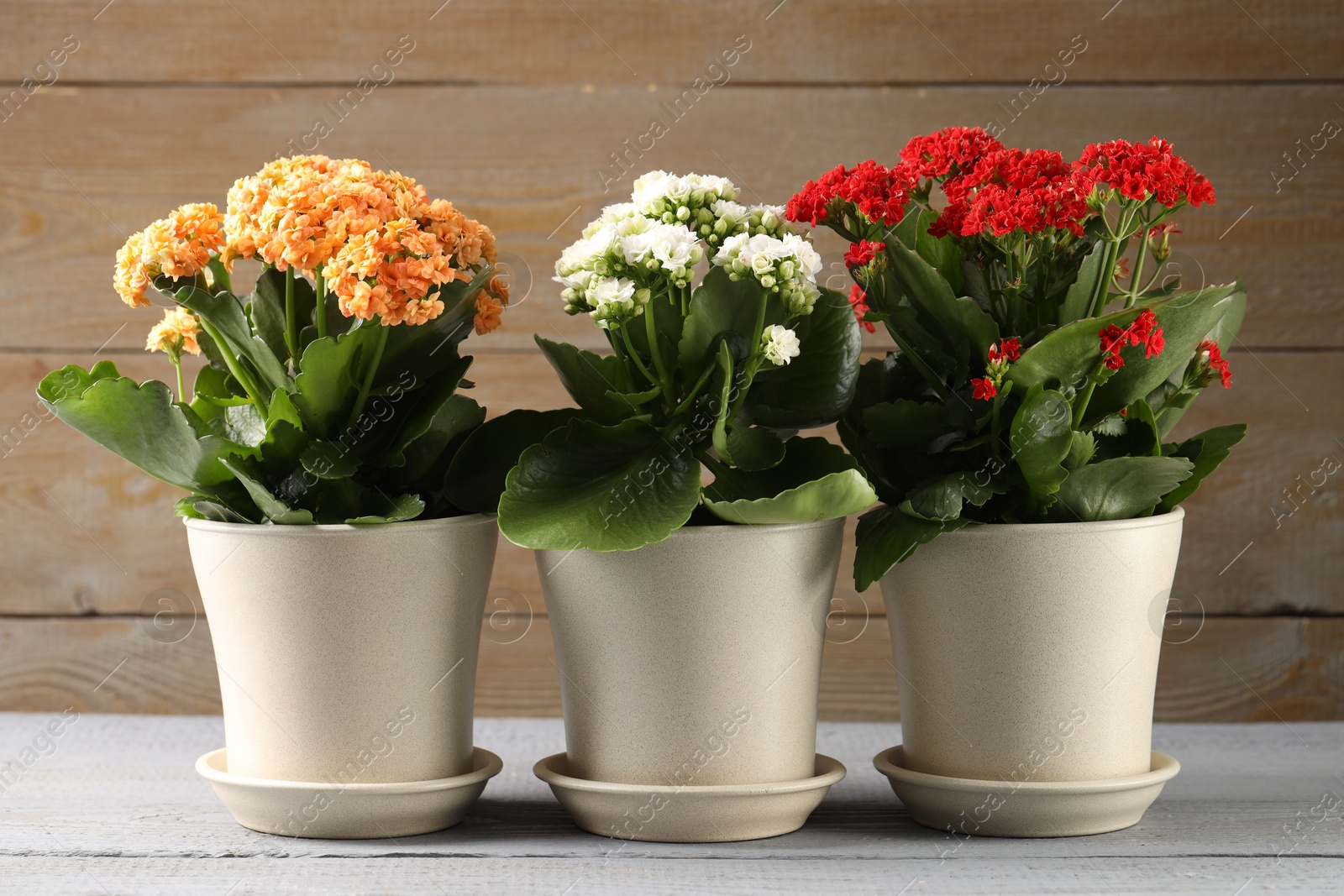 Photo of Different beautiful kalanchoe flowers in pots on gray wooden table indoors