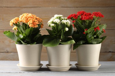 Different beautiful kalanchoe flowers in pots on gray wooden table indoors