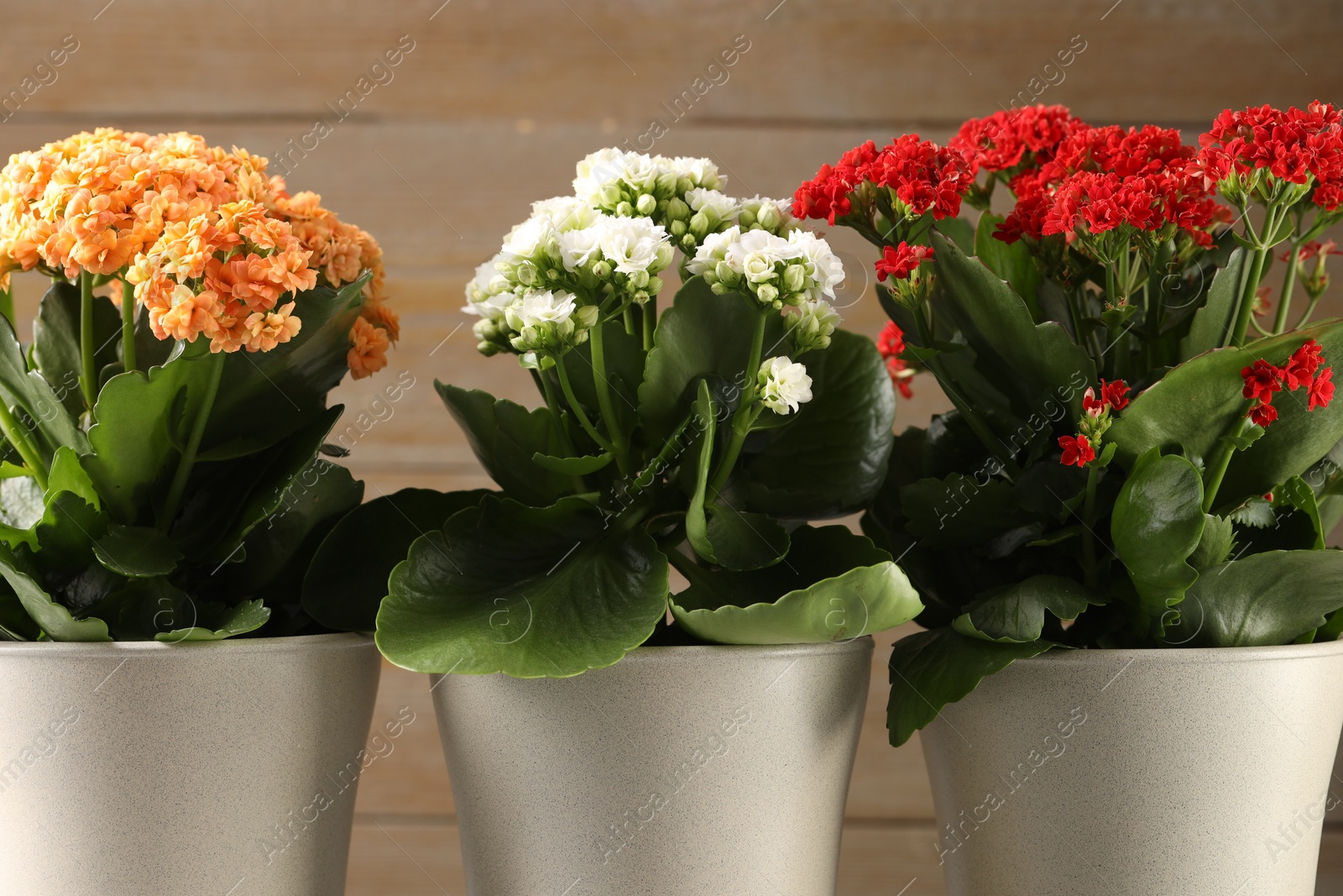 Photo of Different beautiful kalanchoe flowers in pots on blurred beige background, closeup