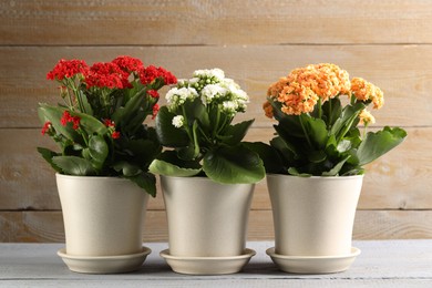 Different beautiful kalanchoe flowers in pots on gray wooden table indoors