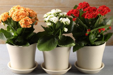 Different beautiful kalanchoe flowers in pots on gray wooden table indoors, closeup