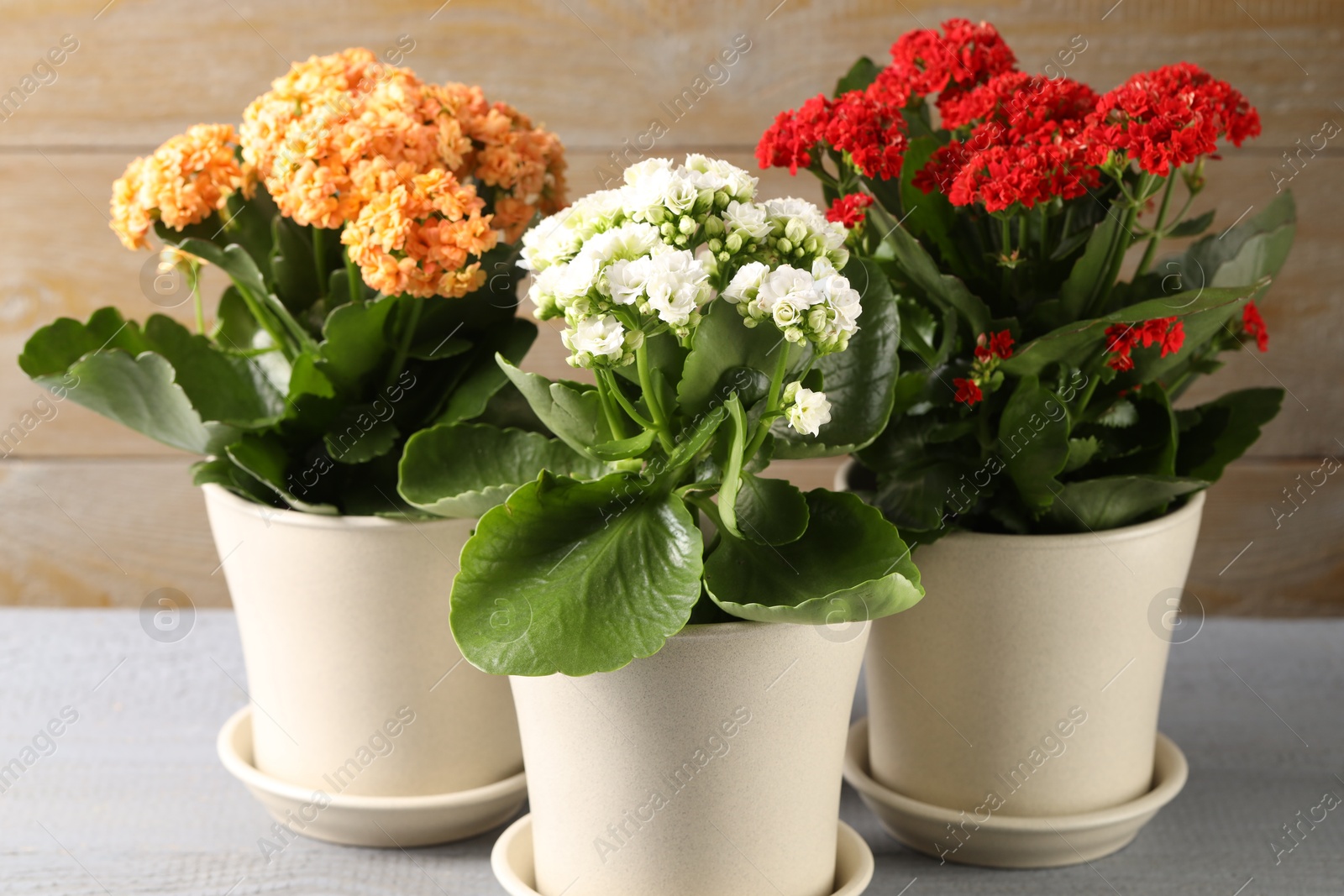 Photo of Different beautiful kalanchoe flowers in pots on gray wooden table indoors, closeup