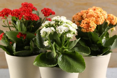 Different beautiful kalanchoe flowers in pots indoors, closeup