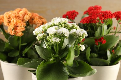 Photo of Different beautiful kalanchoe flowers in pots on blurred beige background, closeup