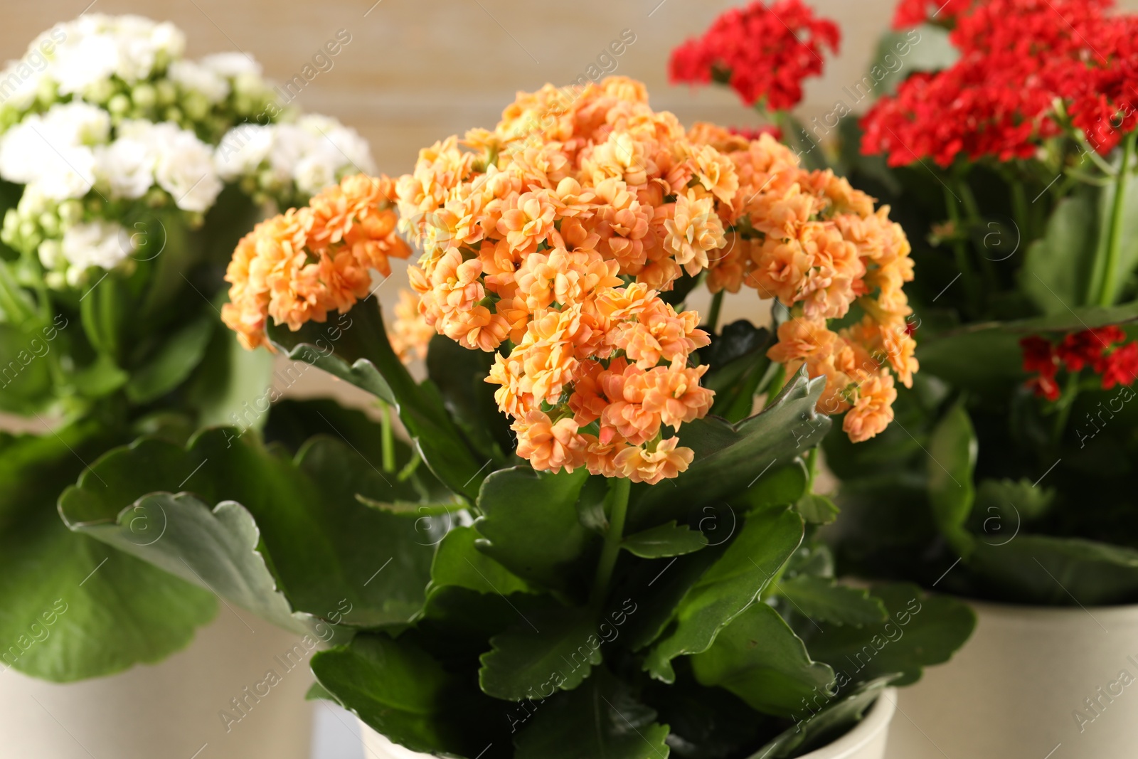 Photo of Different beautiful kalanchoe flowers in pots on blurred beige background, closeup