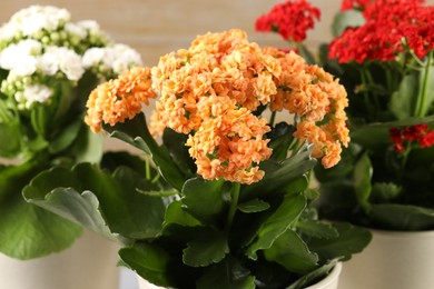 Different beautiful kalanchoe flowers in pots on blurred beige background, closeup