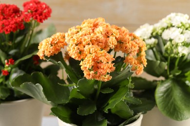 Different beautiful kalanchoe flowers in pots on blurred beige background, closeup