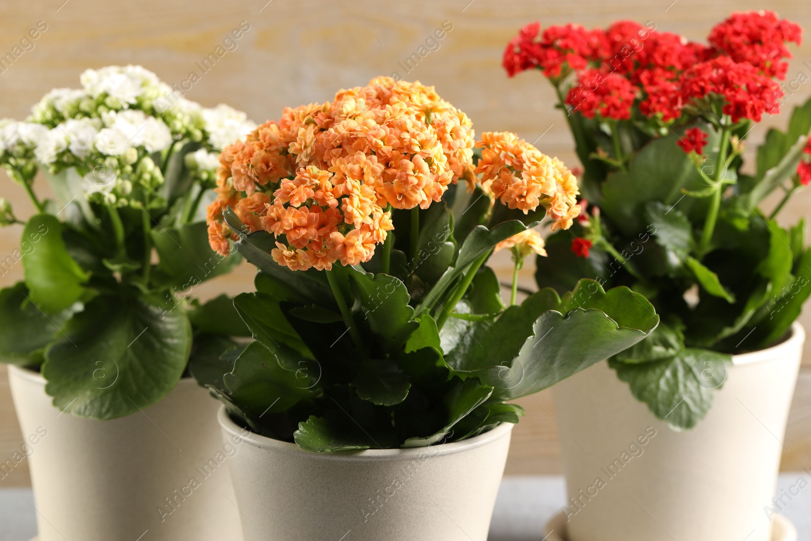 Photo of Different beautiful kalanchoe flowers in pots on blurred beige background, closeup