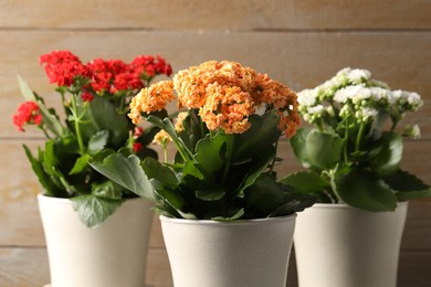 Different beautiful kalanchoe flowers in pots on blurred beige background, closeup