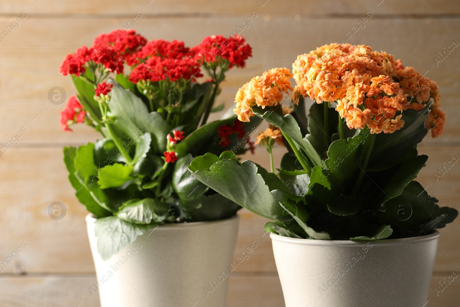 Photo of Different beautiful kalanchoe flowers in pots on blurred beige background, closeup