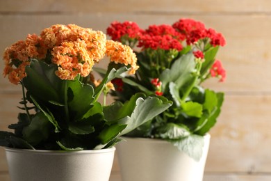 Photo of Different beautiful kalanchoe flowers in pots on blurred beige background, closeup