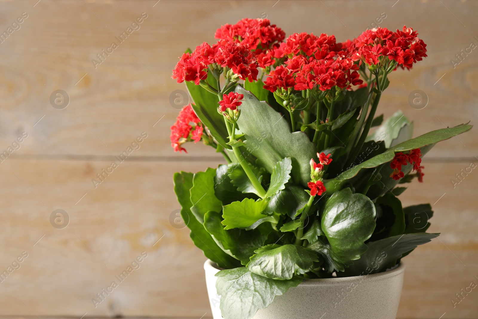 Photo of Beautiful red kalanchoe flower in pot on blurred beige background, closeup. Space for text