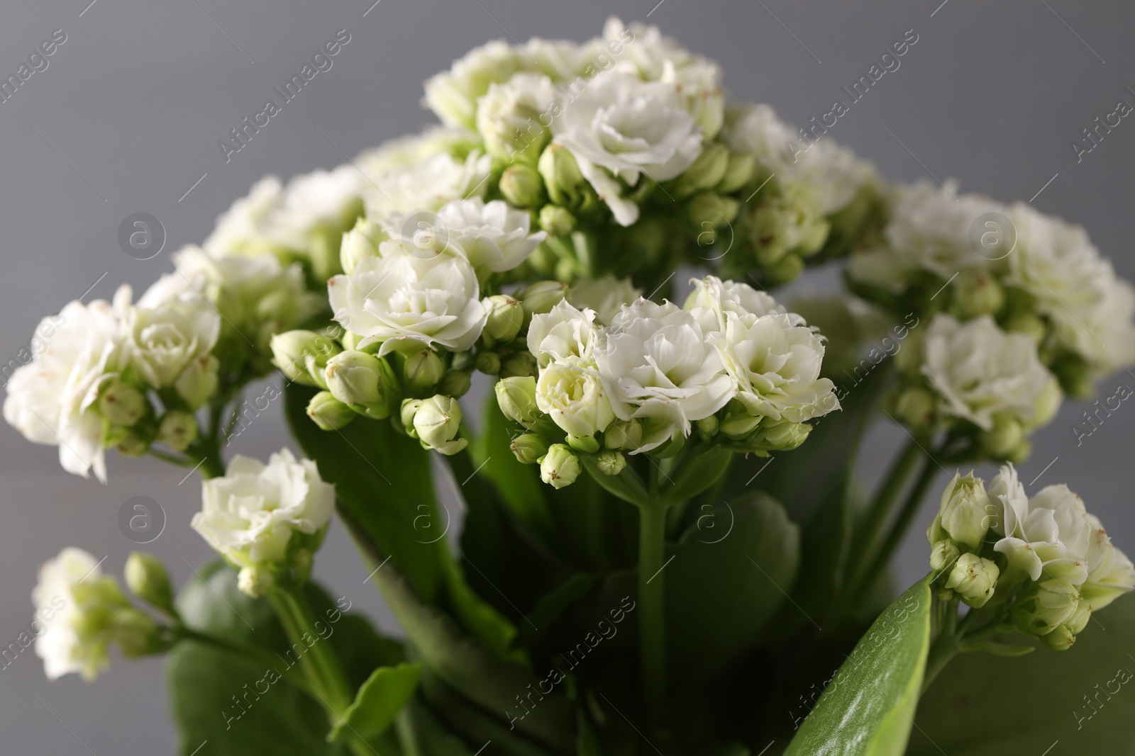 Photo of Beautiful white kalanchoe flower on gray background, closeup