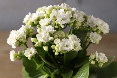 Photo of Beautiful white kalanchoe flower on blurred background, closeup