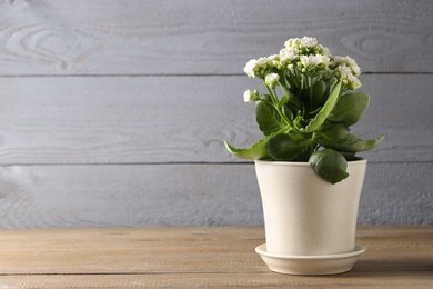 Photo of Beautiful white kalanchoe flower in pot on wooden table indoors, space for text