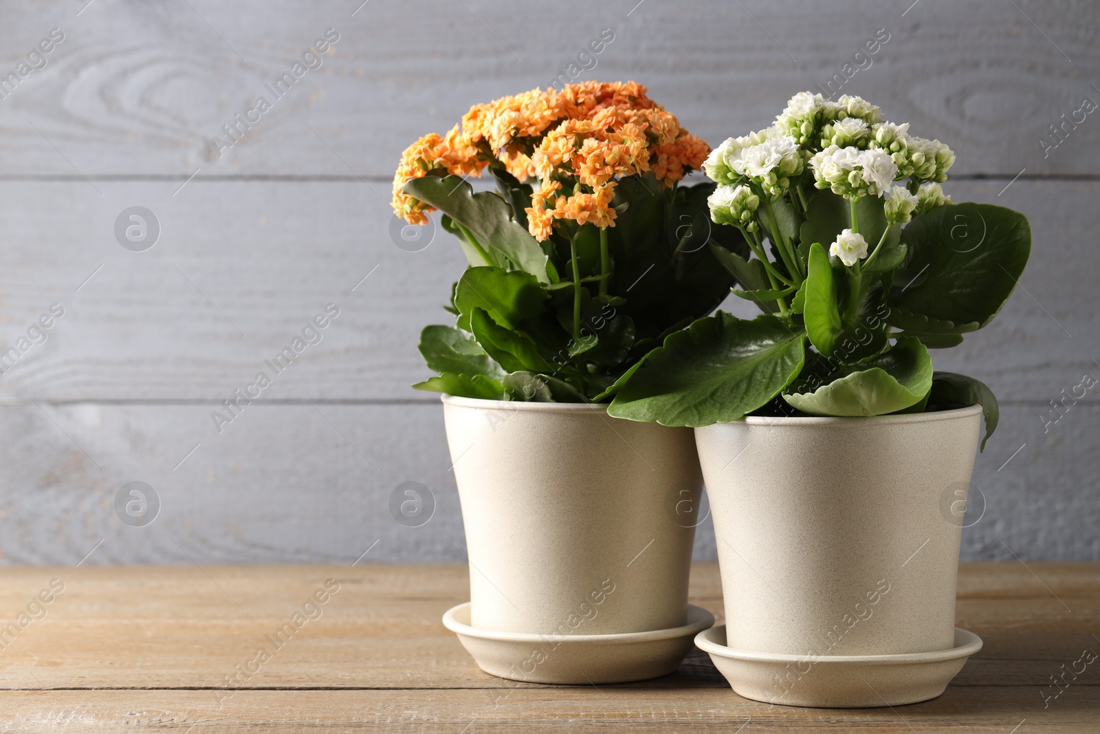 Photo of Different beautiful kalanchoe flowers in pots on wooden table indoors, space for text