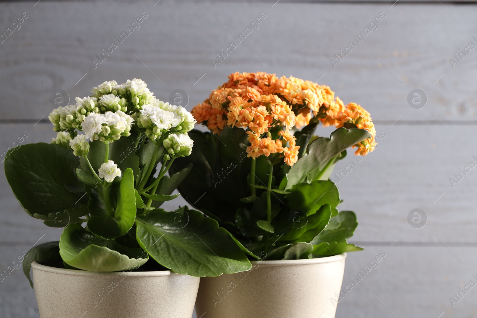 Photo of Different beautiful kalanchoe flowers in pots on blurred gray background, closeup