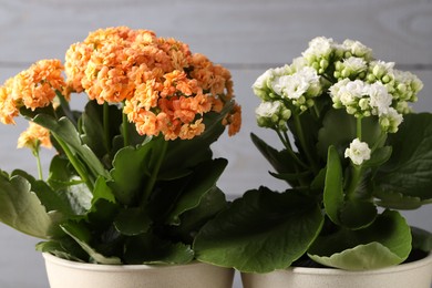 Photo of Different beautiful kalanchoe flowers in pots on blurred gray background, closeup