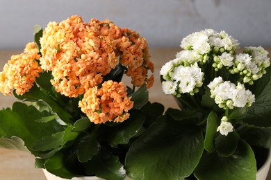 Different beautiful kalanchoe flowers in pots on blurred background, closeup