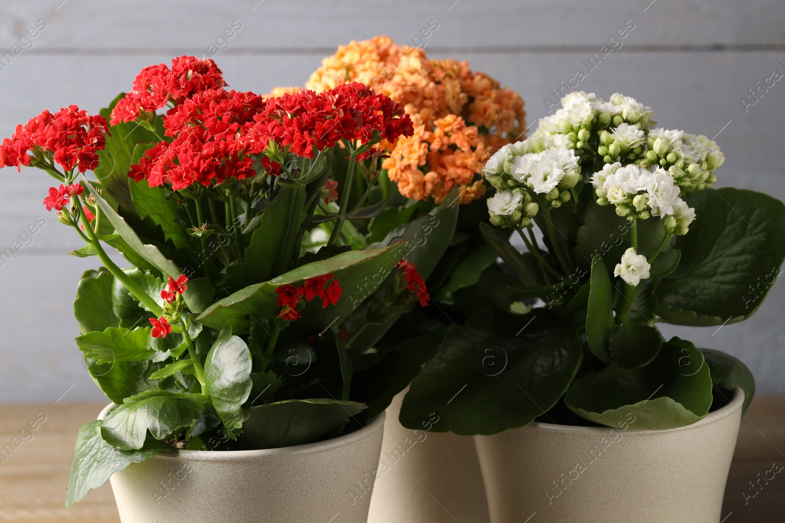 Photo of Different beautiful kalanchoe flowers in pots indoors, closeup