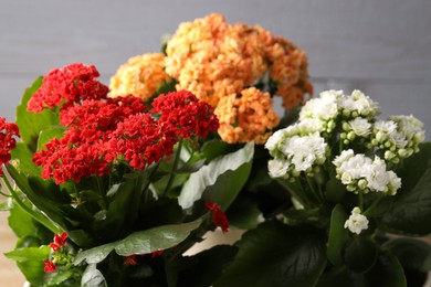 Different beautiful kalanchoe flowers on blurred background, closeup