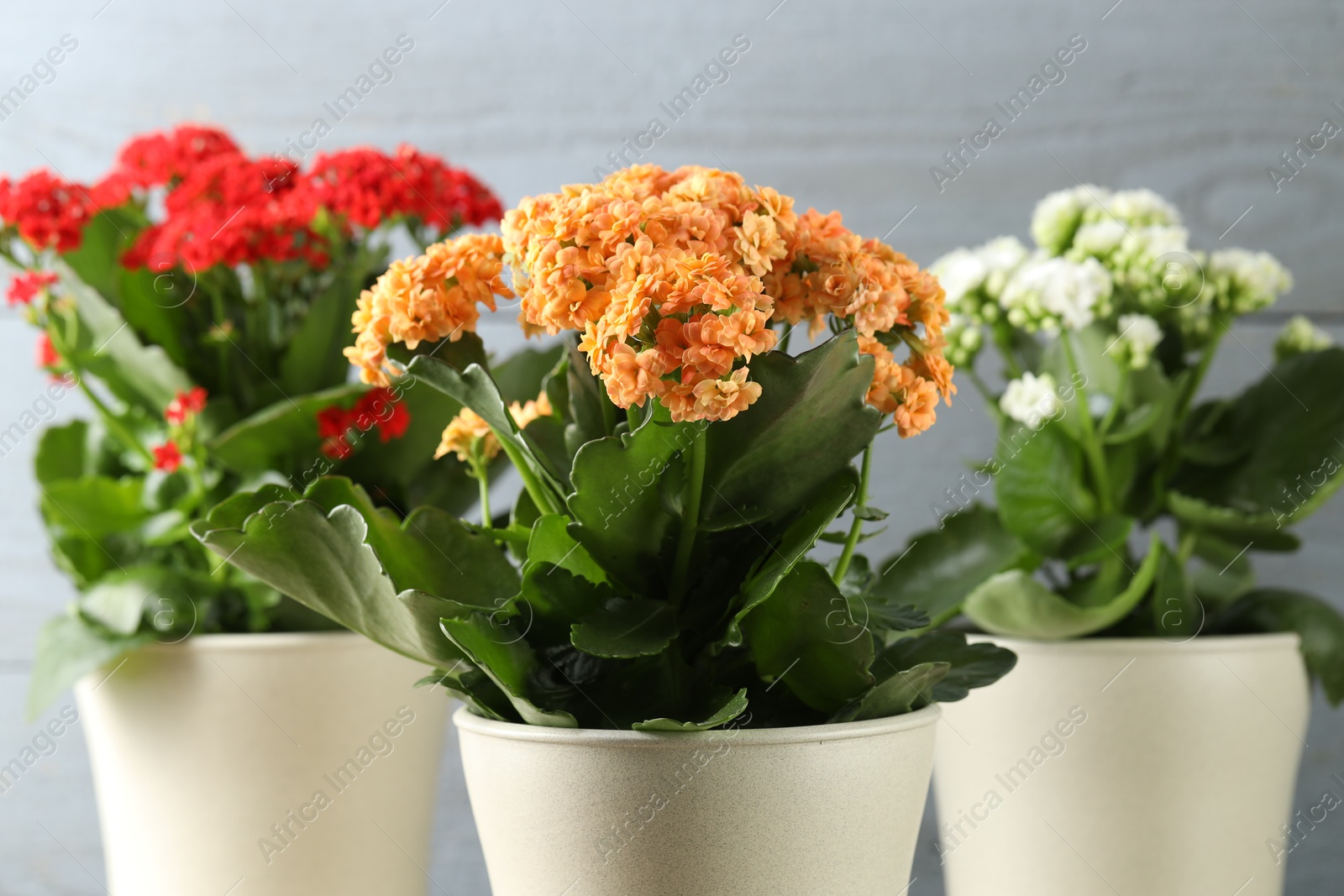 Photo of Different beautiful kalanchoe flowers in pots on blurred gray background, closeup