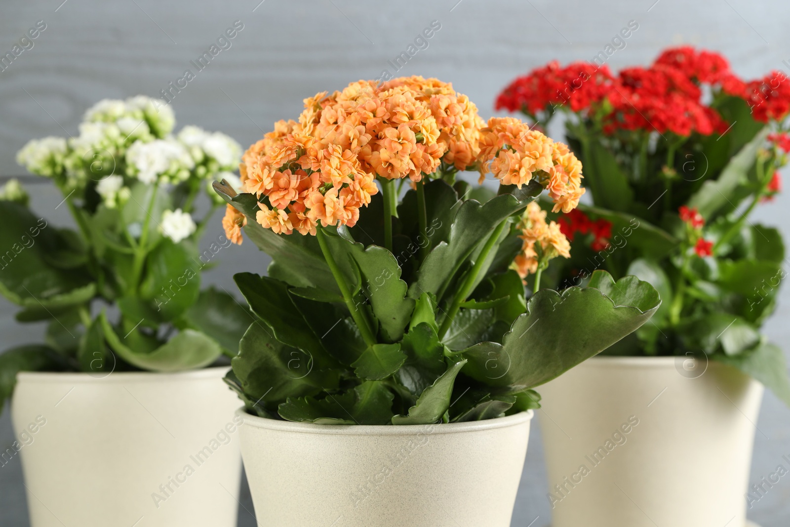 Photo of Different beautiful kalanchoe flowers in pots on blurred gray background, closeup